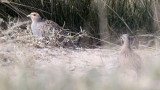 BIRD - PARTRIDGE - Daurian Partridge (Perdix dauurica) - CHAKA LAKE QINGHAI CHINA (1).JPG