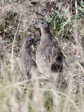 BIRD - PARTRIDGE - Daurian Partridge (Perdix dauurica) - CHAKA LAKE QINGHAI CHINA (3).JPG