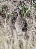 BIRD - PARTRIDGE - Daurian Partridge (Perdix dauurica) - CHAKA LAKE QINGHAI CHINA (3).JPG