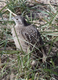 BIRD - PARTRIDGE - Daurian Partridge (Perdix dauurica) - CHAKA LAKE QINGHAI CHINA (7).JPG