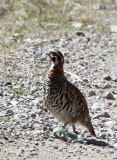 BIRD - PARTRIDGE - UNIDENTIFIED PARTRIDGE - FOOTHILLS NEAR XINGHAI CANYON CHINA (8).JPG
