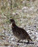 BIRD - PARTRIDGE - UNIDENTIFIED PARTRIDGE - FOOTHILLS NEAR XINGHAI CANYON CHINA (9).JPG