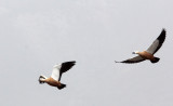 BIRD - SHELDUCK - RUDDY SHELDUCK - 100 KM WEST OF XINING, QINGHAI PROVINCE CHINA (3).JPG