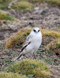 BIRD - SNOWFINCH -White-rumped Snowfinch (Pyrgilauda taczanowskii) - 100 KM WEST OF XINING, QINGHAI CHINA (17).JPG