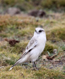 BIRD - SNOWFINCH -White-rumped Snowfinch (Pyrgilauda taczanowskii) - 100 KM WEST OF XINING, QINGHAI CHINA (18).JPG