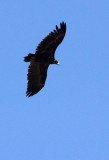 BIRD - VULTURE - CINEREOUS OR Black Vulture (Aegypius monachus) - FOOTHILLS NEAR XINGHAI CHINA (1).JPG