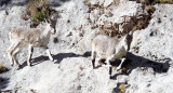 BOVID - BLUE SHEEP - SAI ZONG GOMPA QINGHAI CHINA (51).JPG