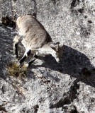 BOVID - BLUE SHEEP - SAI ZONG GOMPA QINGHAI CHINA (70).JPG