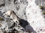 BOVID - BLUE SHEEP - SAI ZONG GOMPA QINGHAI CHINA (71).JPG