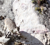 BOVID - BLUE SHEEP - SAI ZONG GOMPA QINGHAI CHINA (72).JPG