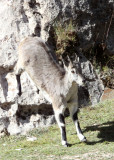 BOVID - BLUE SHEEP - SAI ZONG GOMPA QINGHAI CHINA (74).JPG