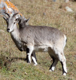 BOVID - BLUE SHEEP - SAI ZONG GOMPA QINGHAI CHINA (95).JPG