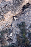 BOVID - BLUE SHEEP - XINGHAI CANYON NEAR SAI ZONG GOMPA QINGHAI CHINA (18).JPG