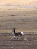 BOVID - GAZELLE - TIBETAN GAZELLE - KU HAI LAKE QINGHAI CHINA ACROSS MAIN HIGHWAY TO WEST (66).JPG