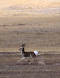 BOVID - GAZELLE - TIBETAN GAZELLE -  KU HAI LAKE QINGHAI CHINA ACROSS MAIN HIGHWAY TO WEST (66).JPG