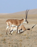 BOVID - TIBETAN ANTELOPE - KEKEXILI NATIONAL RESERVE - QINGHAI PROVINCE - CORE AREA (155).JPG