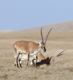 BOVID - TIBETAN ANTELOPE - KEKEXILI NATIONAL RESERVE - QINGHAI PROVINCE - CORE AREA (156).JPG