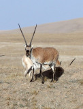 BOVID - TIBETAN ANTELOPE - KEKEXILI NATIONAL RESERVE - QINGHAI PROVINCE - CORE AREA (160).JPG