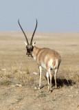 BOVID - TIBETAN ANTELOPE - KEKEXILI NATIONAL RESERVE - QINGHAI PROVINCE - CORE AREA (164).JPG