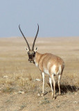 BOVID - TIBETAN ANTELOPE - KEKEXILI NATIONAL RESERVE - QINGHAI PROVINCE - CORE AREA (169).JPG