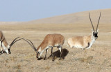 BOVID - TIBETAN ANTELOPE -  KEKEXILI NATIONAL RESERVE - QINGHAI PROVINCE - CORE AREA (171).JPG