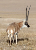 BOVID - TIBETAN ANTELOPE - KEKEXILI NATIONAL RESERVE - QINGHAI PROVINCE - CORE AREA (194).jpg