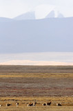 BOVID - TIBETAN ANTELOPE - KEKEXILI NATIONAL RESERVE - QINGHAI PROVINCE - CORE AREA (40).JPG