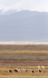 BOVID - TIBETAN ANTELOPE - KEKEXILI NATIONAL RESERVE - QINGHAI PROVINCE - CORE AREA (51).JPG