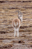 BOVID - TIBETAN ANTELOPE - KEKEXILI NATIONAL RESERVE - QINGHAI PROVINCE - CORE AREA (70).JPG