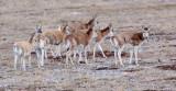 BOVID - TIBETAN ANTELOPE - KEKEXILI NATIONAL RESERVE - QINGHAI PROVINCE - CORE AREA (82).JPG