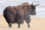 BOVID - YAK - WILD YAK - YENIUGOU WILD YAK VALLEY - QINGHAI CHINA (67).JPG