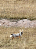 CANID - FOX - TIBETAN FOX - KEKEXILI NATIONAL RESERVE - QINGHAI PROVINCE - WEST OF QUMALAI (3).JPG