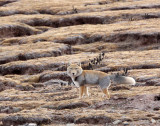 CANID - FOX - TIBETAN FOX - KEKEXILI NATIONAL RESERVE - QINGHAI PROVINCE - CORE AREA (3).JPG