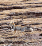 CANID - FOX - TIBETAN FOX - KEKEXILI NATIONAL RESERVE - QINGHAI PROVINCE - CORE AREA (8).JPG