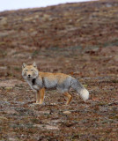 CANID - FOX - TIBETAN FOX - KEKEXILI NATIONAL RESERVE - QINGHAI PROVINCE - EASTERN SECTOR (26).JPG