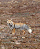 CANID - FOX - TIBETAN FOX - KEKEXILI NATIONAL RESERVE - QINGHAI PROVINCE - EASTERN SECTOR (27).JPG