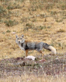 CANID - FOX - TIBETAN FOX - KEKEXILI NATIONAL RESERVE - QINGHAI PROVINCE - EASTERN SECTOR (51).JPG