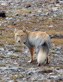 CANID - FOX - TIBETAN FOX - NEAR BAYANKALA PASS QINGHAI CHINA (31).JPG