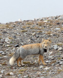 CANID - FOX - TIBETAN FOX - NEAR BAYANKALA PASS QINGHAI CHINA (46).JPG