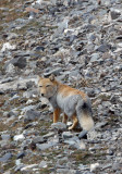 CANID - FOX - TIBETAN FOX - NEAR BAYANKALA PASS QINGHAI CHINA (53).JPG