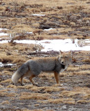 CANID - FOX - TIBETAN FOX - NEAR BAYANKALA PASS QINGHAI CHINA (62).JPG