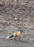 CANID - FOX - TIBETAN RED FOX - KEKEXILI NATIONAL RESERVE - QINGHAI PROVINCE - WEST OF QUMALAI (12).jpg