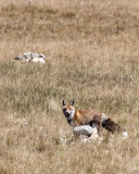 CANID - FOX - TIBETAN RED FOX QINGHAI LAKE QINGHAI CHINA (13).JPG