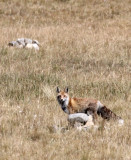 CANID - FOX - TIBETAN RED FOX QINGHAI LAKE QINGHAI CHINA (14).JPG