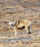 CANID - TIBETAN WOLF - KEKEXILI NATIONAL RESERVE - QINGHAI PROVINCE - WEST OF QUMALAI (11).JPG