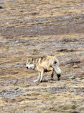 CANID - TIBETAN WOLF - KEKEXILI NATIONAL RESERVE - QINGHAI PROVINCE - WEST OF QUMALAI (2).JPG
