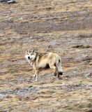 CANID - TIBETAN WOLF -  KEKEXILI NATIONAL RESERVE - QINGHAI PROVINCE - WEST OF QUMALAI (4).JPG