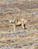 CANID - TIBETAN WOLF - KEKEXILI NATIONAL RESERVE - QINGHAI PROVINCE - WEST OF QUMALAI (6).JPG