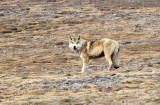 CANID - TIBETAN WOLF -  KEKEXILI NATIONAL RESERVE - QINGHAI PROVINCE - WEST OF QUMALAI (7).JPG