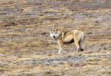 CANID - TIBETAN WOLF -  KEKEXILI NATIONAL RESERVE - QINGHAI PROVINCE - WEST OF QUMALAI (8).JPG